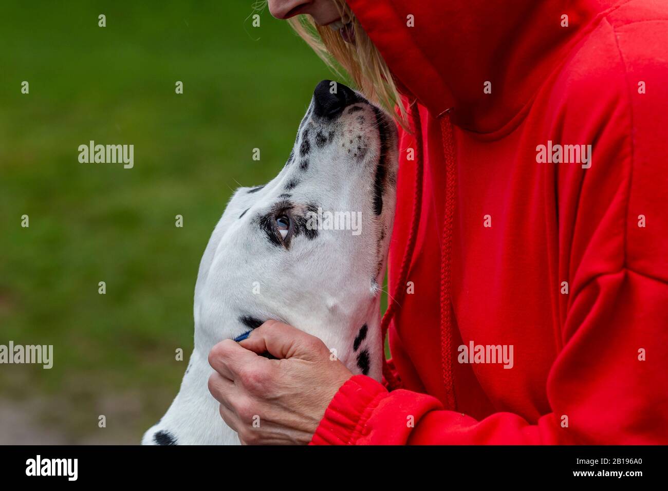 Une Dalmation en faisant un fuss de sa femme propriétaire, portrait de chien pris à Abington Park, Northampton, Angleterre, Royaume-Uni. Banque D'Images