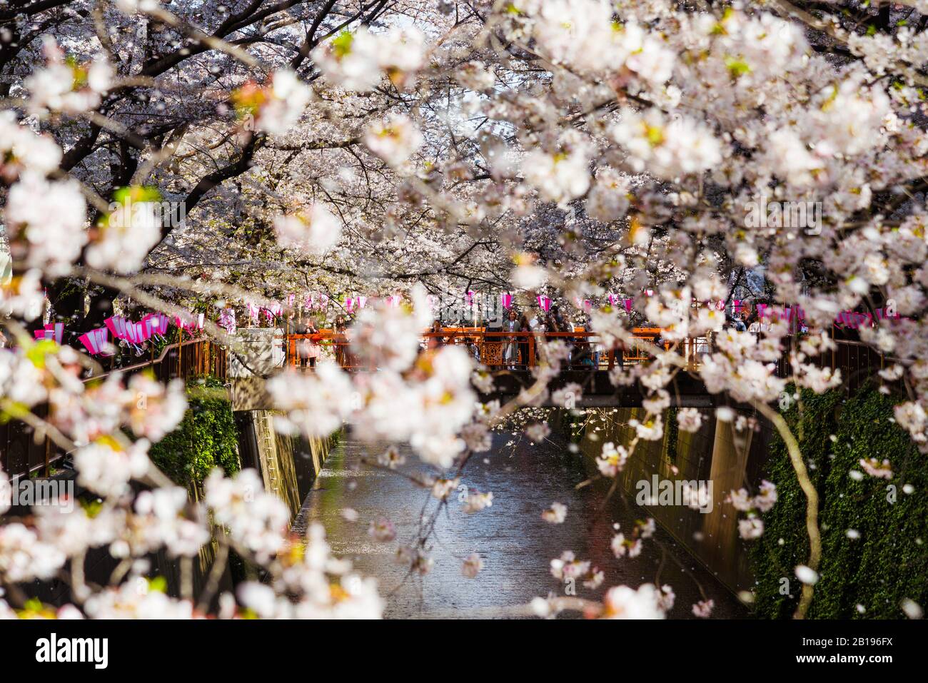 Hanami à Tokyo. Les gens admirent de belles fleurs de sakura le long de la célèbre promenade des cerisiers en fleurs de la rivière Meguro Banque D'Images