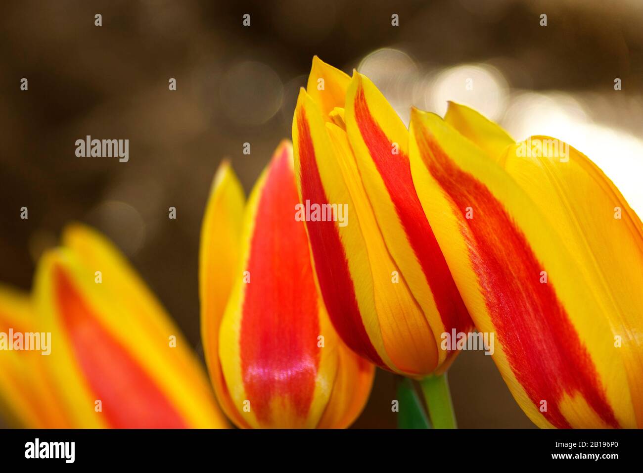 Gros plan de petites tulipes cultivées en pot dans les fleurs Banque D'Images