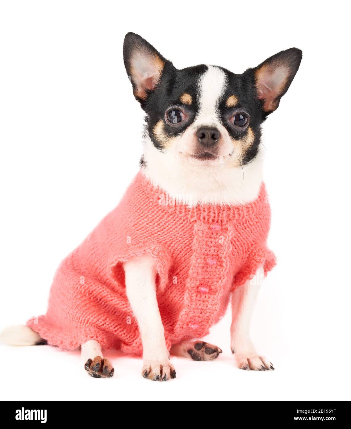 Un joli gilet Chihuahua en maille rose isolé sur blanc Banque D'Images