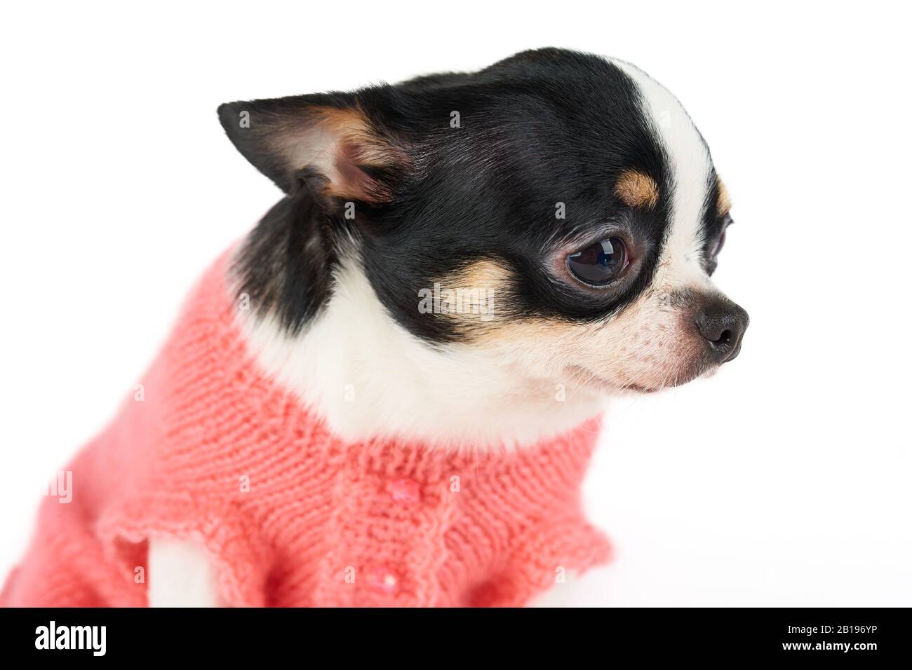 Portrait de Chihuahua en maille rose animal gilet isolé sur blanc Banque D'Images