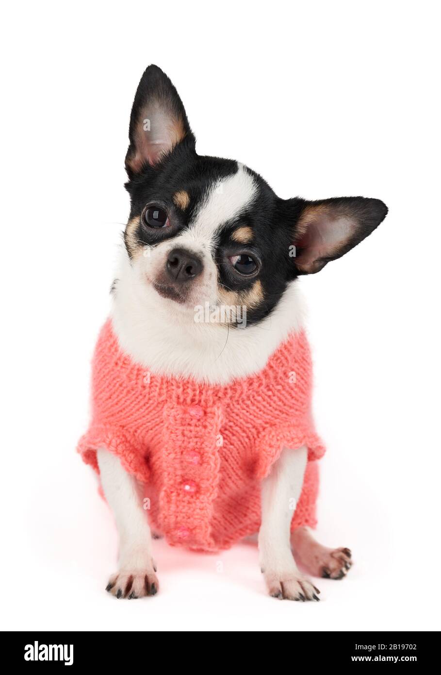 Un joli gilet Chihuahua en maille rose isolé sur blanc Banque D'Images