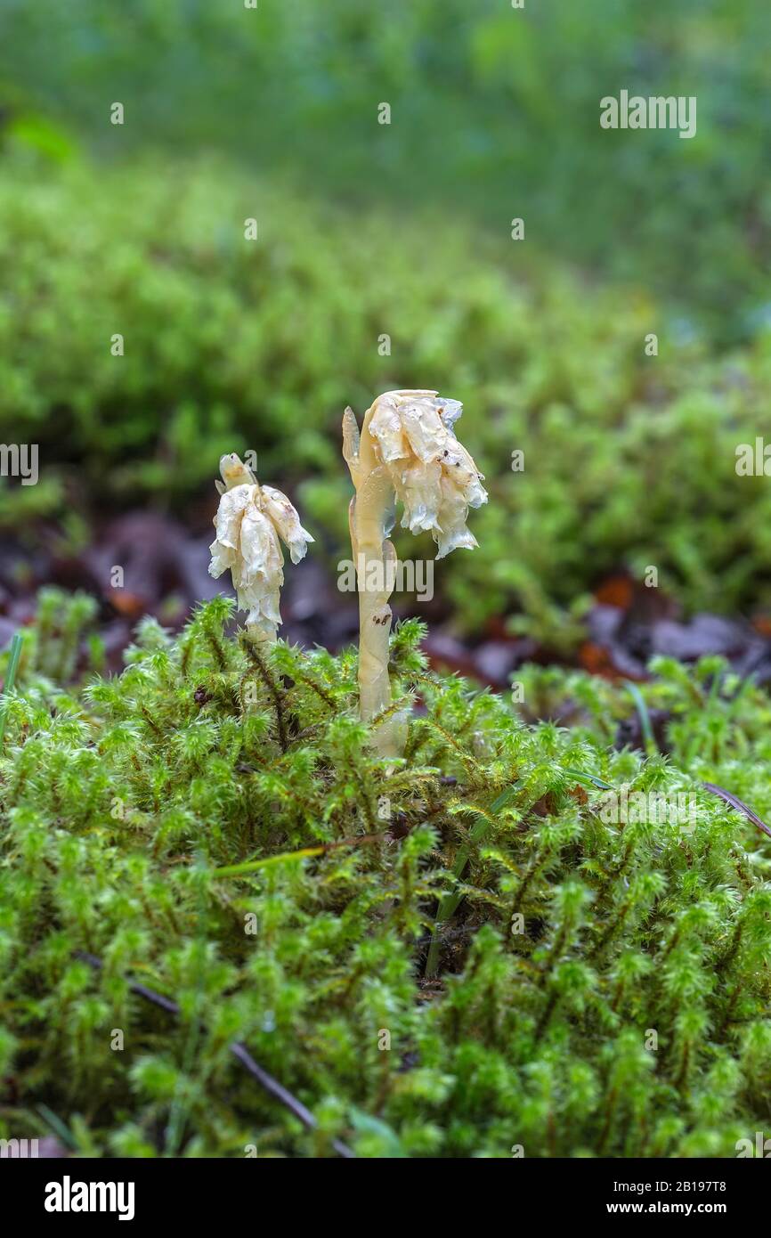 Nid d'oiseau jaune (Hypopitys monotropa) croissant dans des bois humides près de Wrexham North Wales UK juin 2019 53781 Banque D'Images