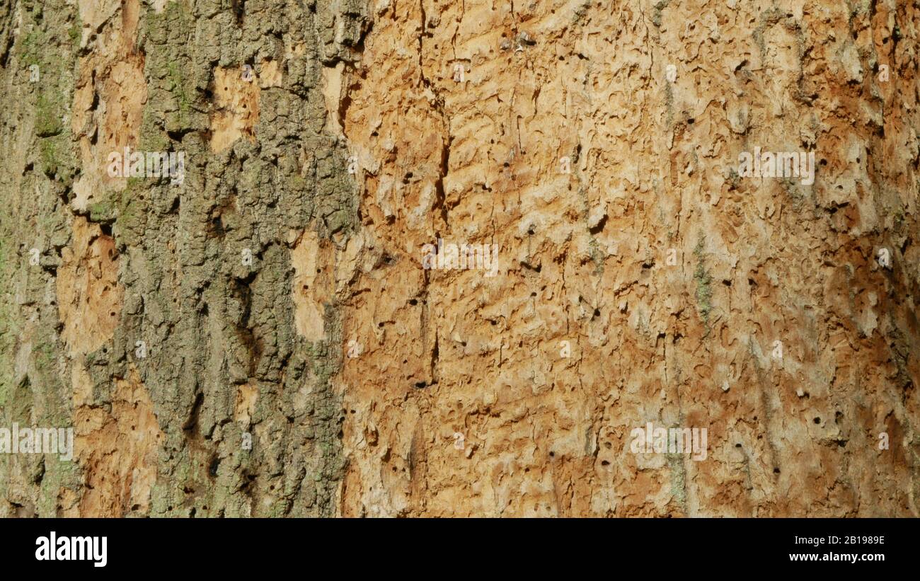 Les forêts de chêne caduques infestent la sécheresse sèche et attaquées par le ravageur européen du dendroctone du dendroctone du Xyleborus monographus ambrosia, Scolytus intracatus Banque D'Images