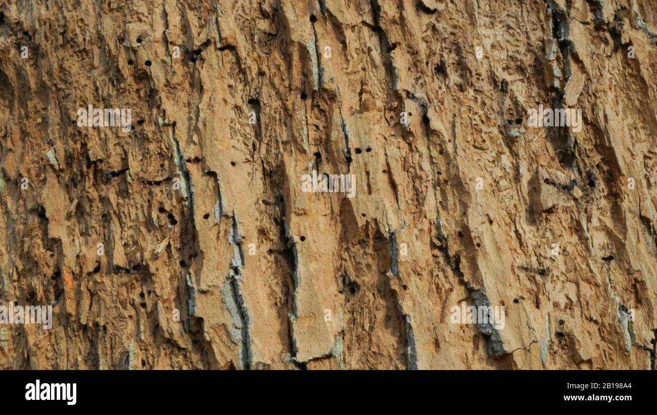 Les forêts de chêne caduques infestent la sécheresse sèche et attaquées par le ravageur européen du dendroctone du dendroctone du Xyleborus monographus ambrosia, Scolytus intracatus Banque D'Images