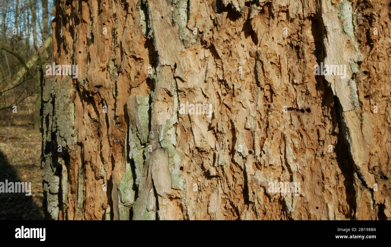 Les forêts de chêne caduques infestent la sécheresse sèche et attaquées par le ravageur européen du dendroctone du dendroctone du Xyleborus monographus ambrosia, Scolytus intracatus Banque D'Images
