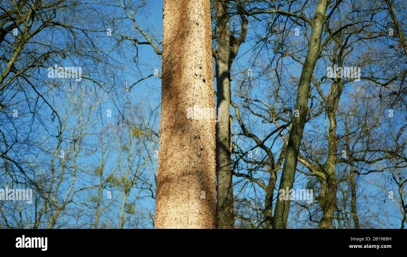 Les forêts de chêne caduques infestent la sécheresse sèche et attaquées par le ravageur européen du dendroctone du dendroctone du Xyleborus monographus ambrosia, Scolytus intracatus Banque D'Images