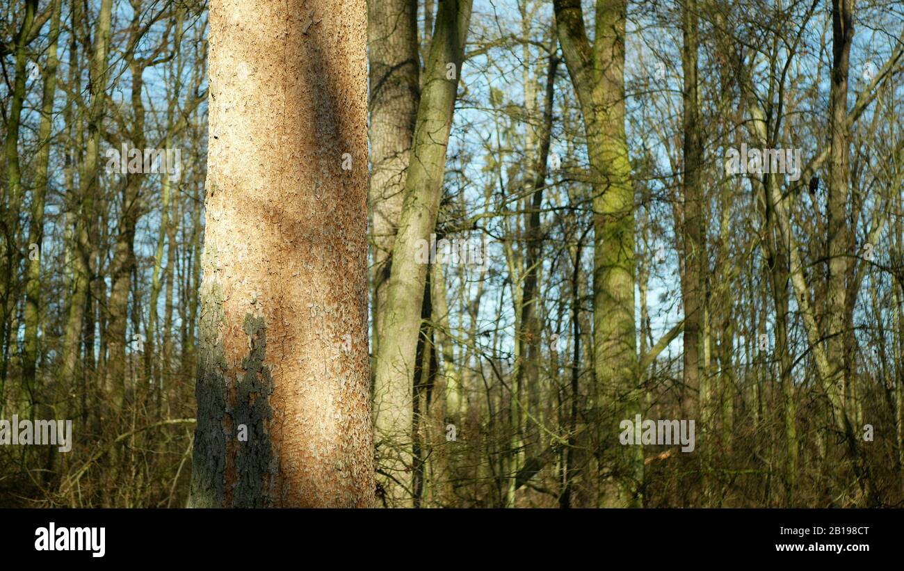 Les forêts de chêne caduques infestent la sécheresse sèche et attaquées par le ravageur européen du dendroctone du dendroctone du Xyleborus monographus ambrosia, Scolytus intracatus Banque D'Images