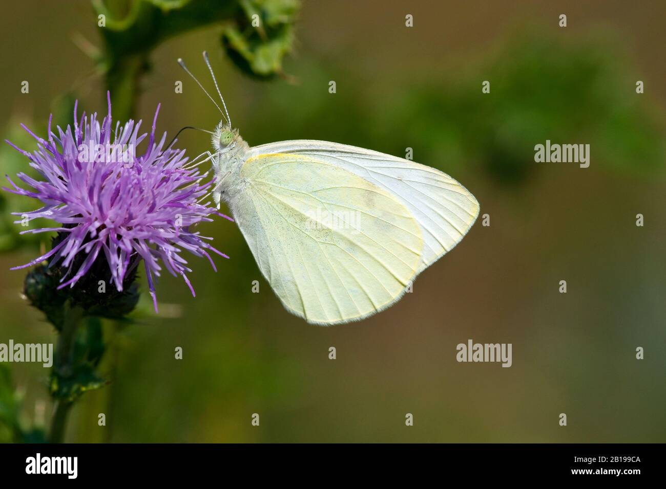 Petit blanc, papillon de chou, cabageworm Importé (Pieris rapae, Artogeia rapae), sur la fleur de chardon, Pays-Bas, Gueldre, Parc national de Hoge Veluwe Banque D'Images