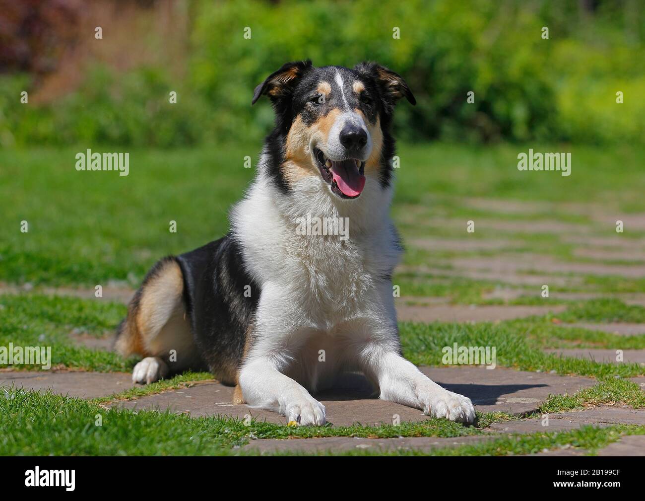 Chien de race mixte (Canis lupus F. familiaris), deux ans, barré Collie Collie mongrel allongé dans un pré, tricolore, Allemagne Banque D'Images