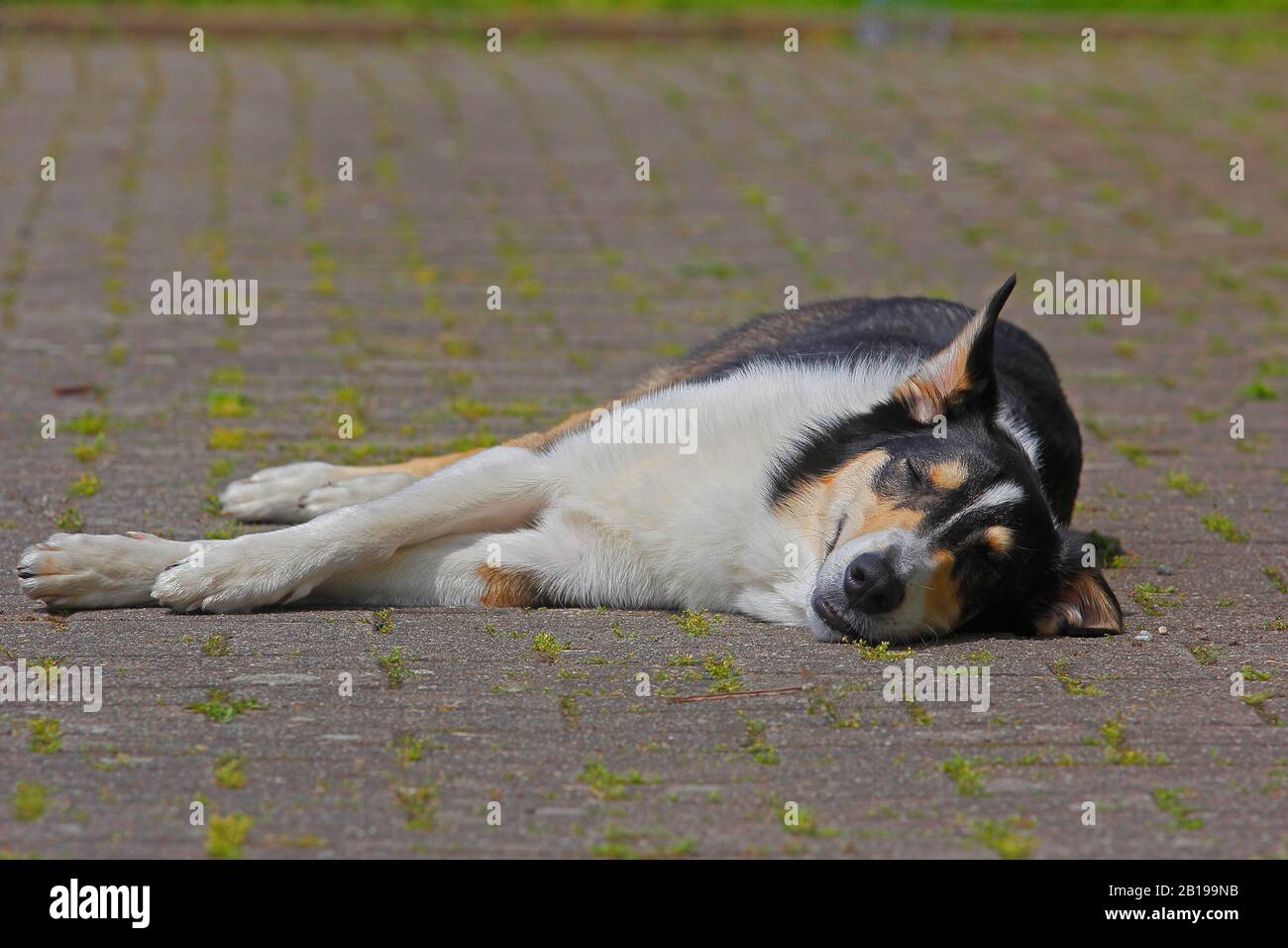 Chien de race mixte (Canis lupus F. familiaris), deux ans porteur Collie Collie mongrel dormant sur un chemin, tricolore, Allemagne Banque D'Images