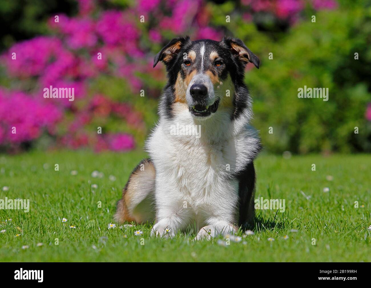 Chien de race mixte (Canis lupus F. familiaris), deux ans, barré Collie Collie mongrel allongé dans un pré, tricolore, Allemagne Banque D'Images