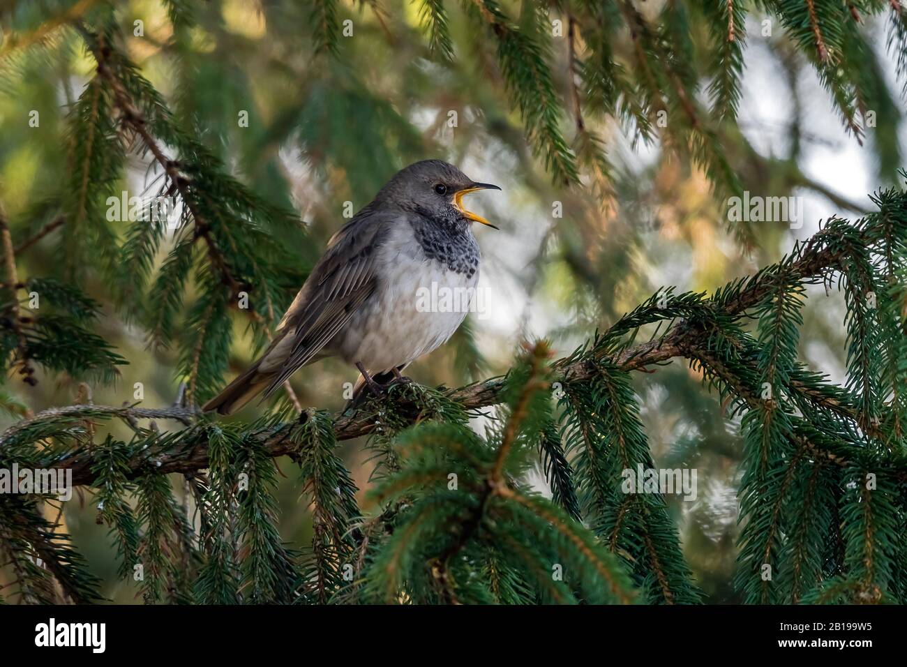 Thrush à gorge noire (Turdus atogularis), premier mâle d'hiver perché sur un pin dans un jardin, Pays-Bas, Groningue Banque D'Images