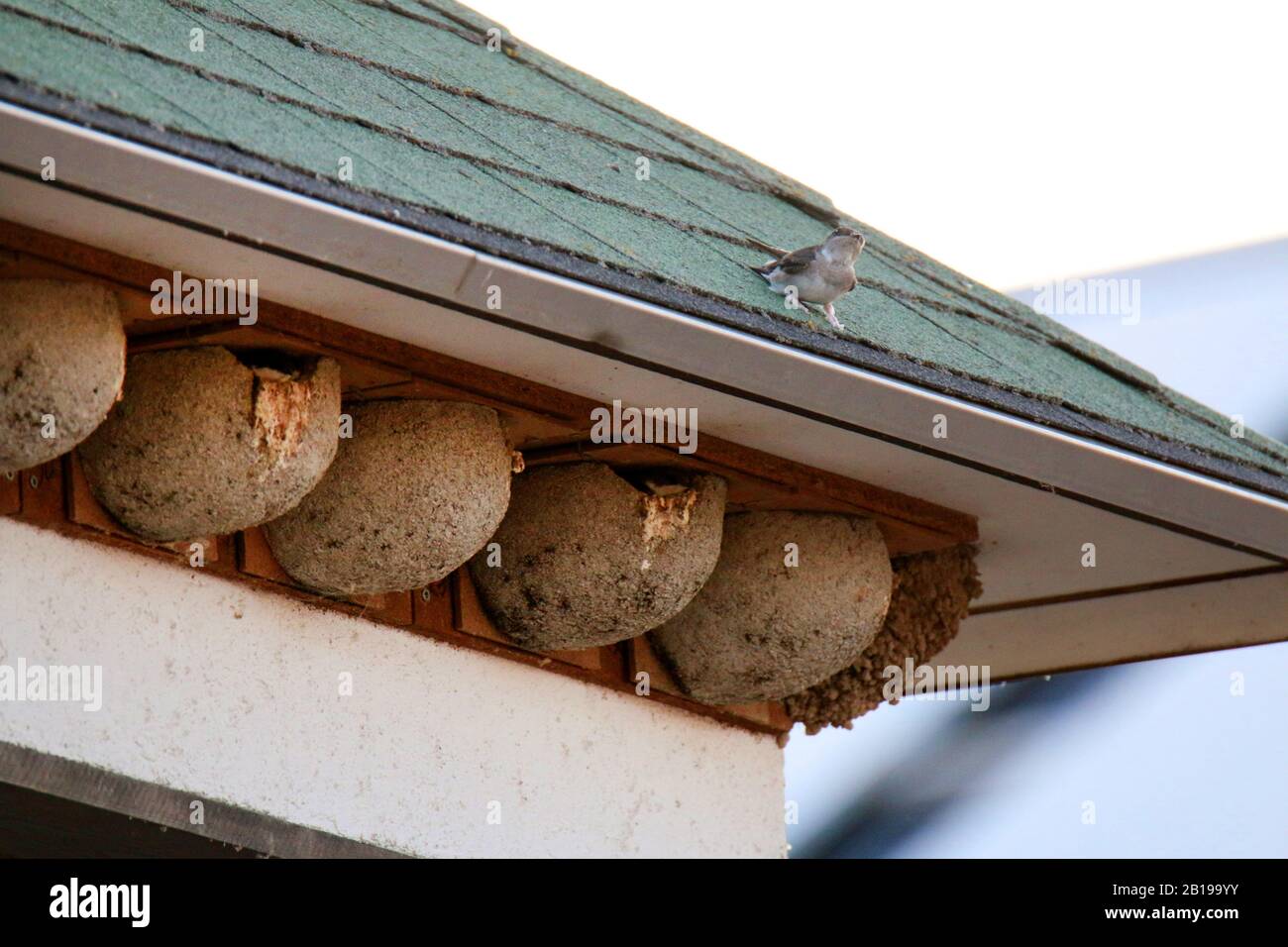 Maison commune martin (Delichon urbica, Delichon urbicum), nids faits par l'homme sous un toit avec poussin, Allemagne Banque D'Images