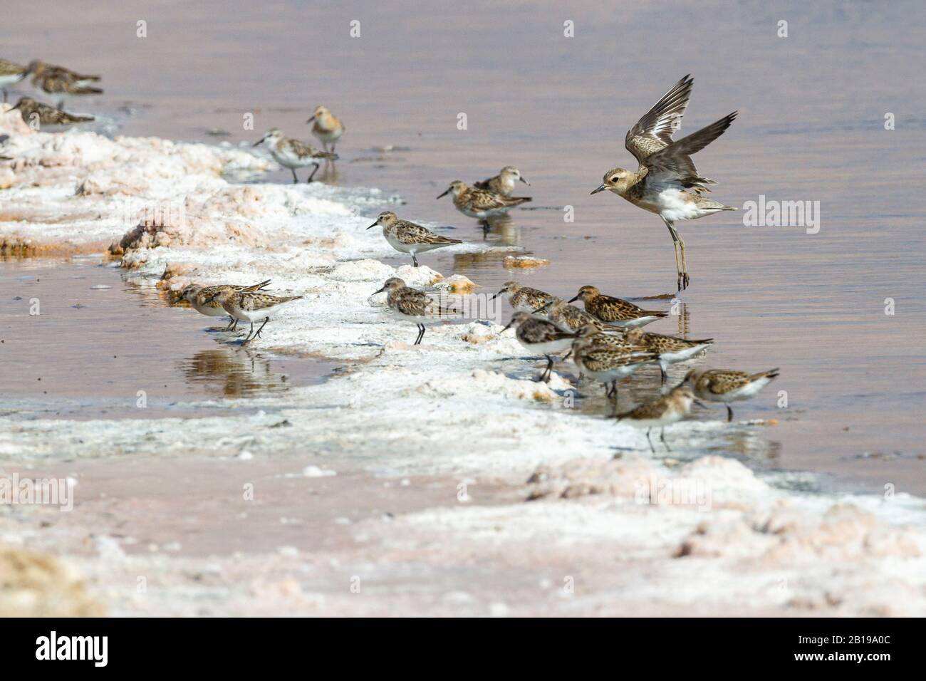 Le plover de la Caspienne (Charadrius asiatico), la recherche de troupes dans la marge WASH, Israël Banque D'Images