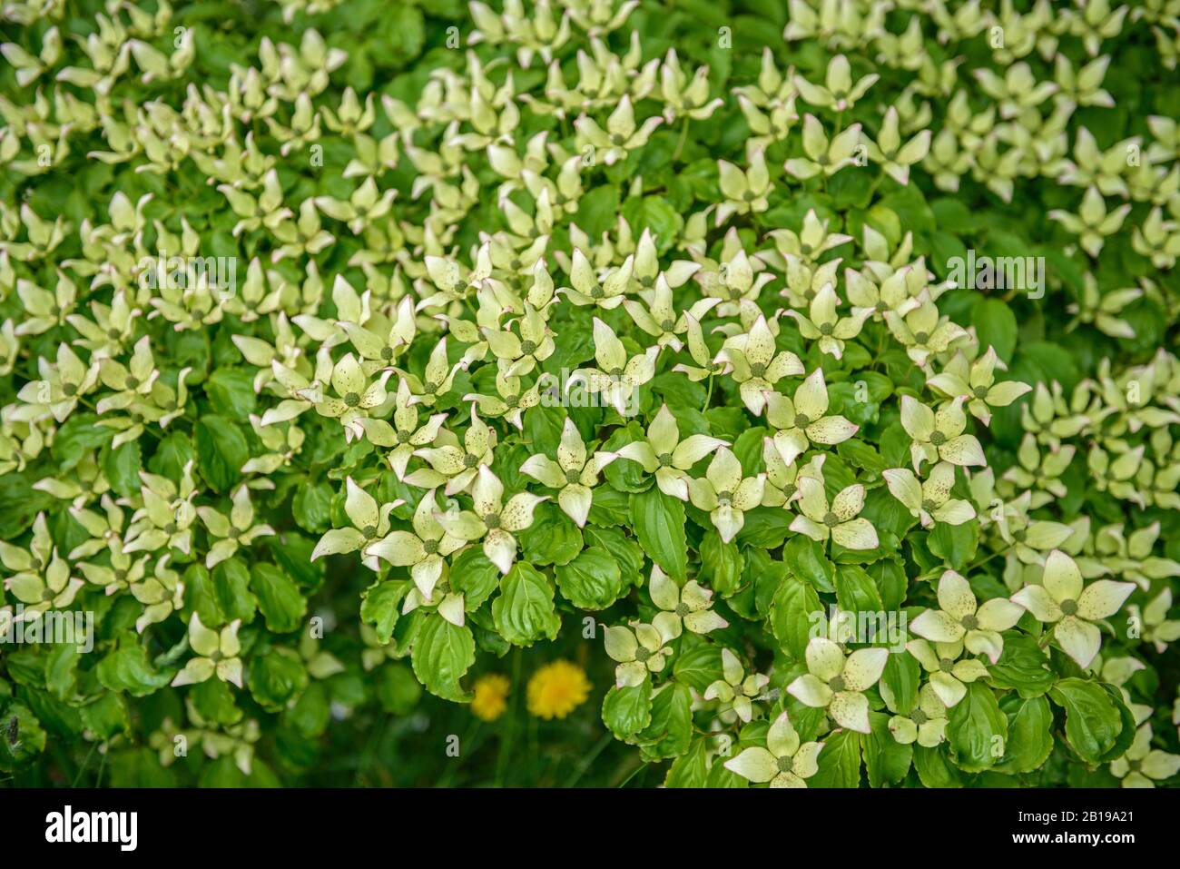 Cornouiller kousa, japonais (Dogwwod Cornus kousa), blooming, Royaume-Uni, Angleterre Banque D'Images