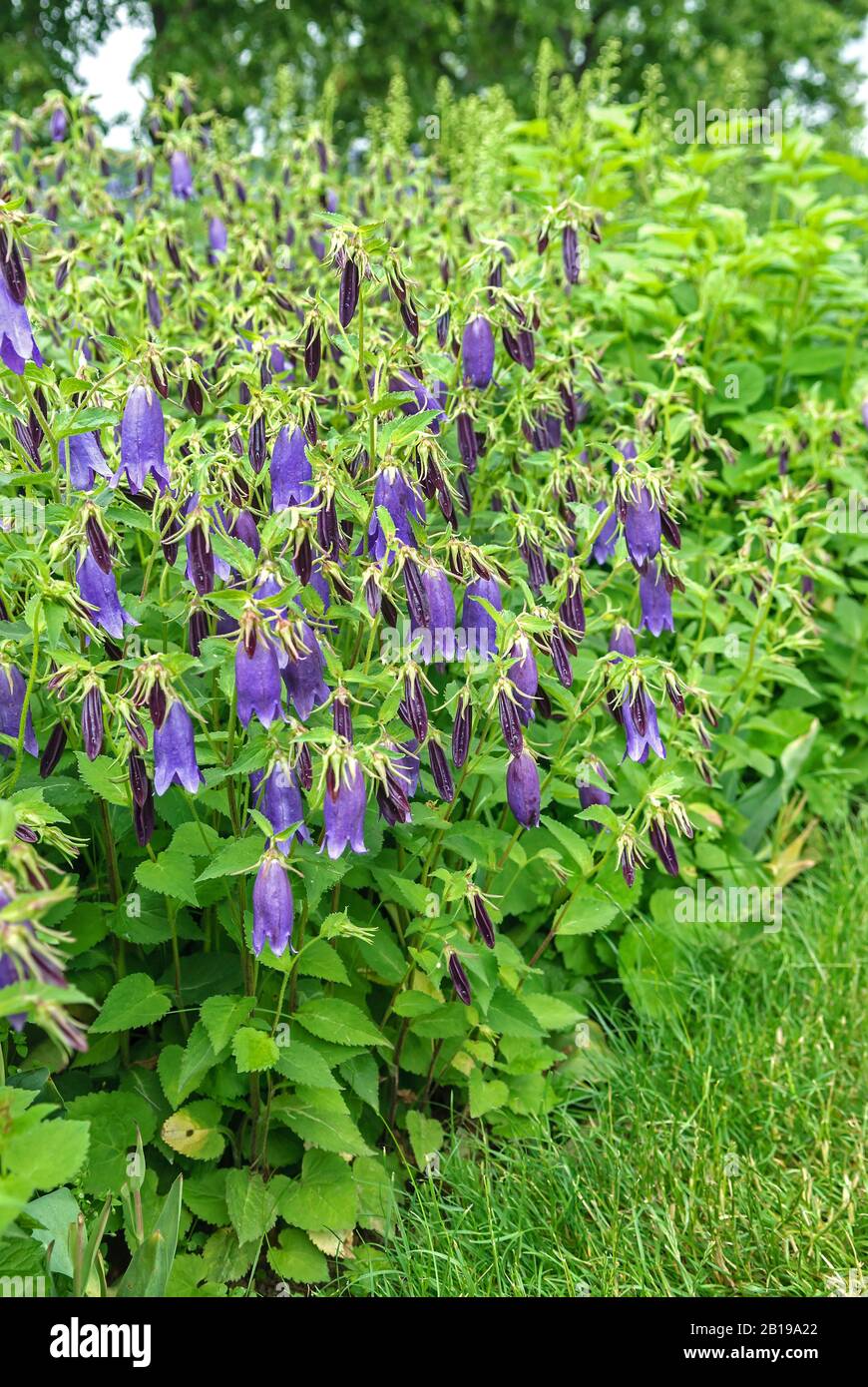 Bellaxe (Campanula punctata Sarastro, Campanula punctata 'Sarastro'), cultivar Sarastro Banque D'Images