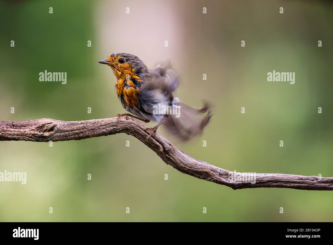Robin européen (Erithacus rubecula), perches de squeaker sur ailes de brindille et de frapping, Pays-Bas, Overijssel Banque D'Images
