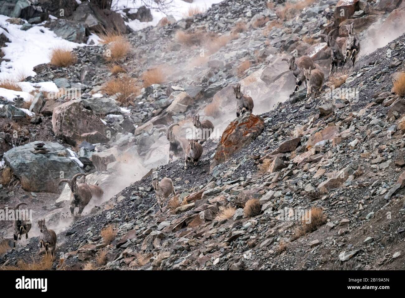 Bharal, mouton bleu himalayenne, naur (Pseudois nayaur), troupeau chassé par Snow Leopard dans la vallée de Rumbak, Inde, Ladakh Banque D'Images