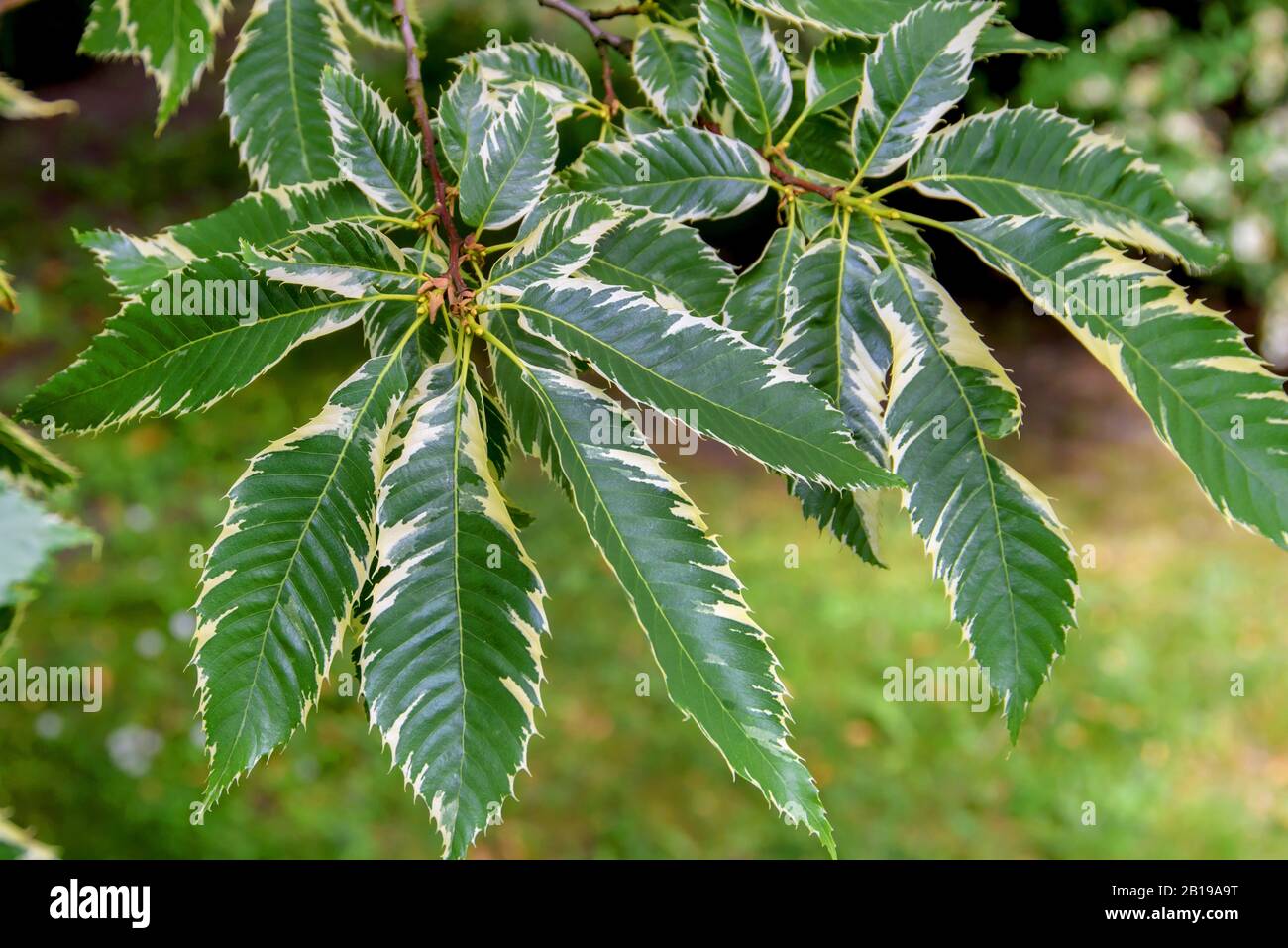 Châtaigne espagnole, châtaigne douce (Castanea sativa Variegata, Castanea sativa 'Variegata'), cultivar Variegata Banque D'Images