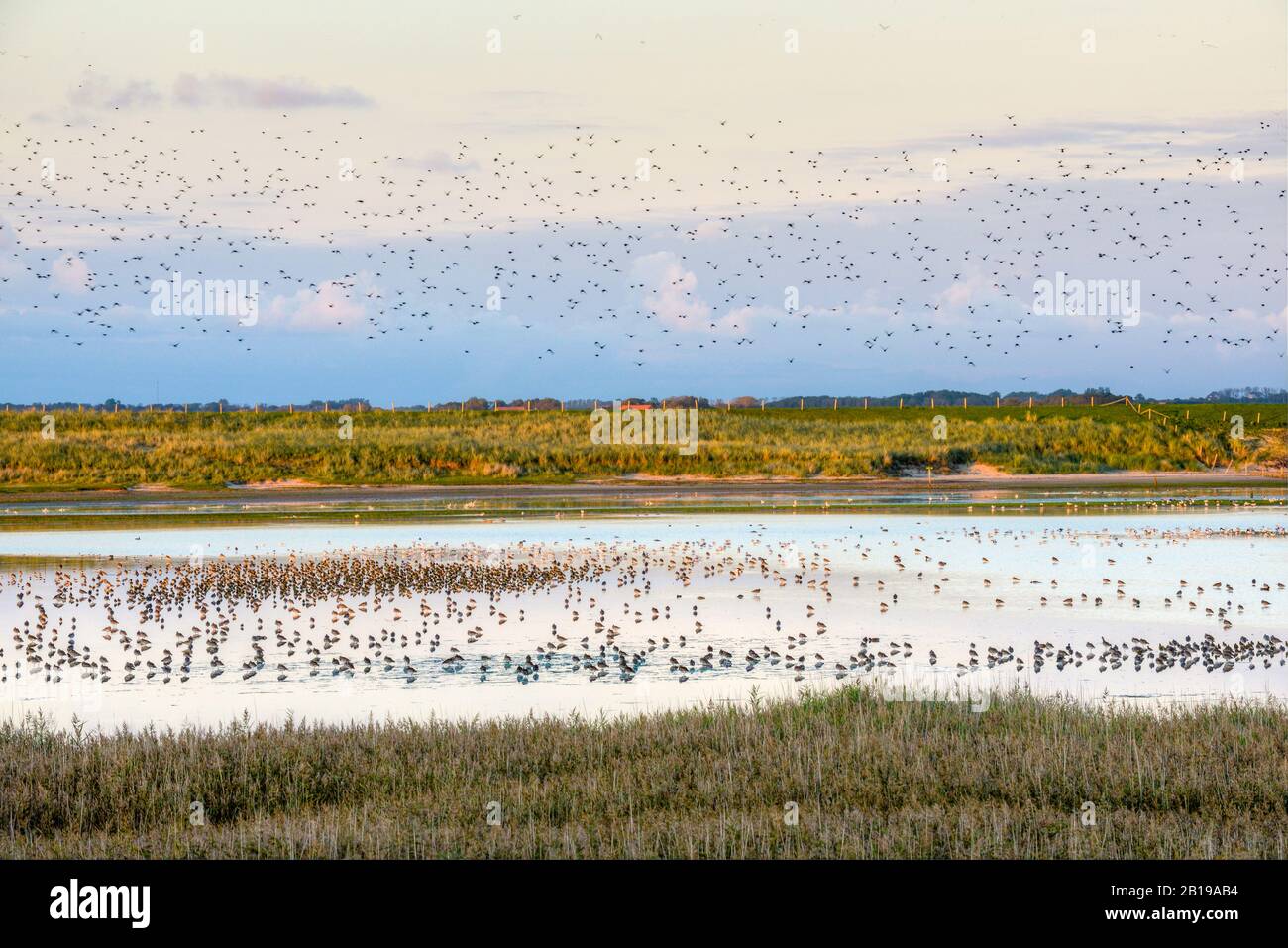 Migartion oiseaux Mokbaai dans la soirée, Pays-Bas, Texel, Duenen von Texel Nationalpark, Den Hoorn Banque D'Images