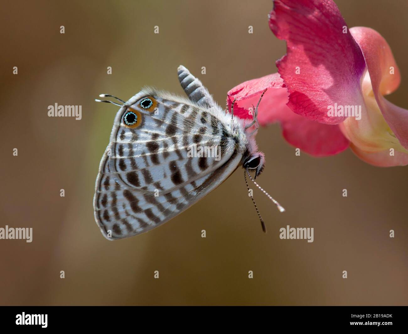 Bleu à queue courte de Lang (Leptotes pirithous), sur la fleur rouge, Gambie Banque D'Images