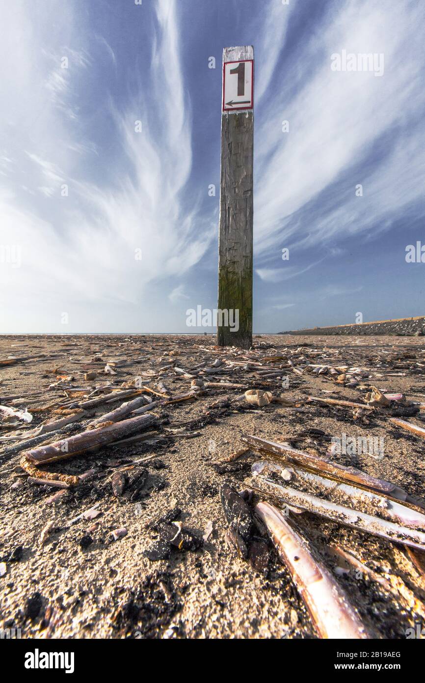 Palmier à double paroi atlantique (Ensis directus), sur la côte de la mer du Nord, Pays-Bas, Pays-Bas du Nord, Strand Zuidpier, Ijmuiden Banque D'Images