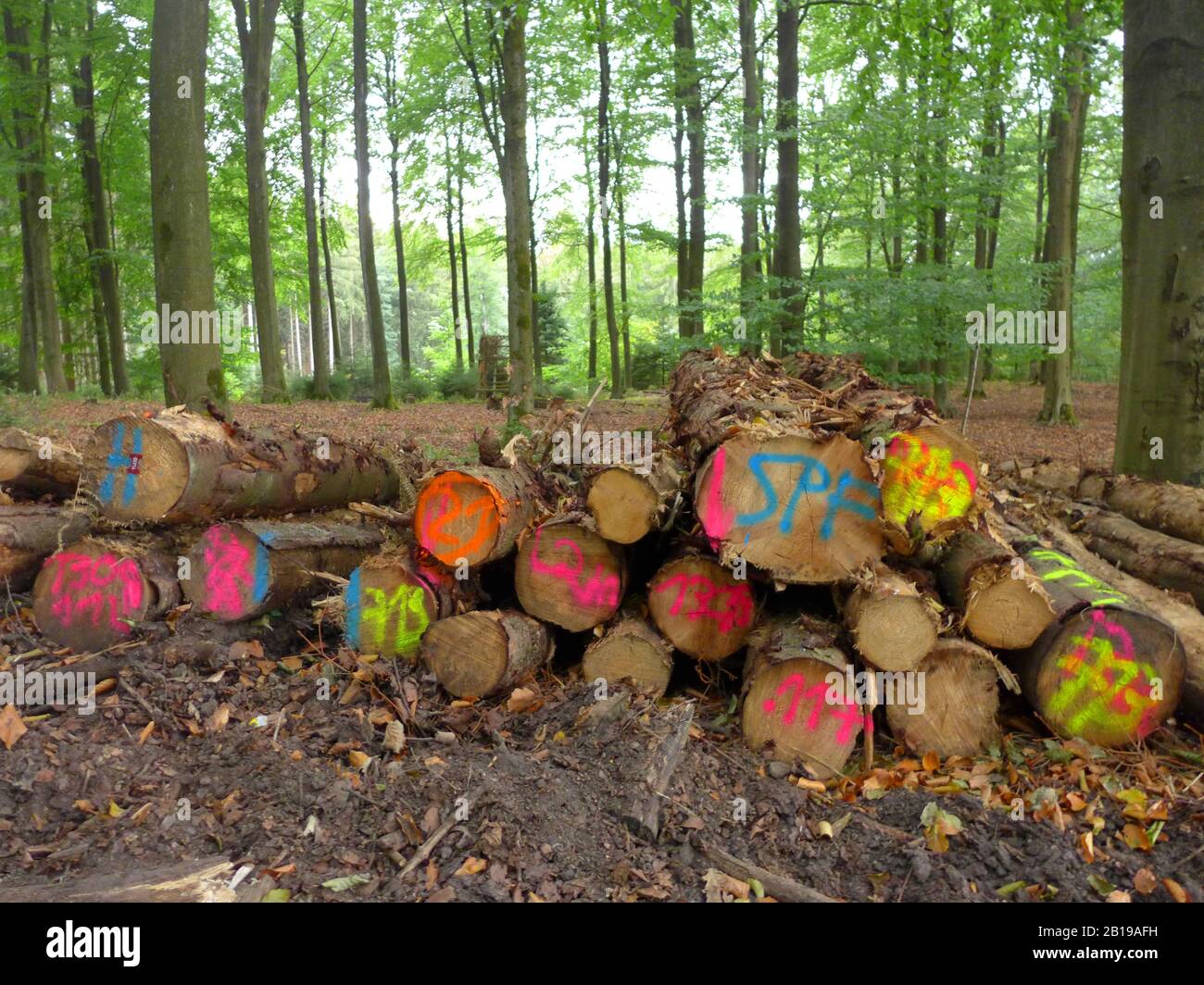 Grumes marquées à un lieu de stockage dans la forêt, Allemagne Banque D'Images
