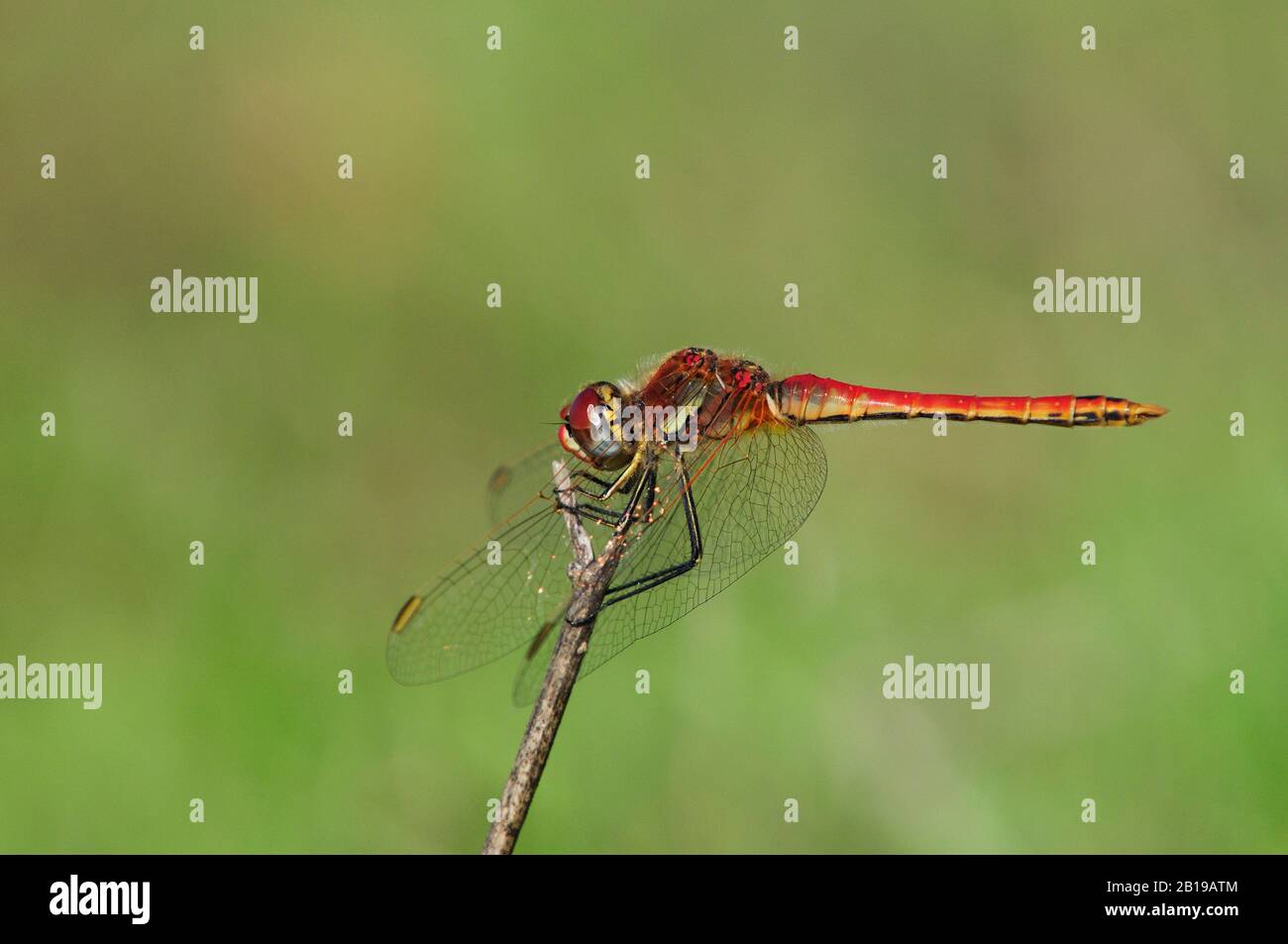 Large Scarlet, Common Scarlet-darter, Scarlet Darter, Scarlet Dragonfly (Crocothemis erythraea, Croccothemis erythraea), homme est assis sur une branche, Espagne, Andalousie, Donana National Park Banque D'Images