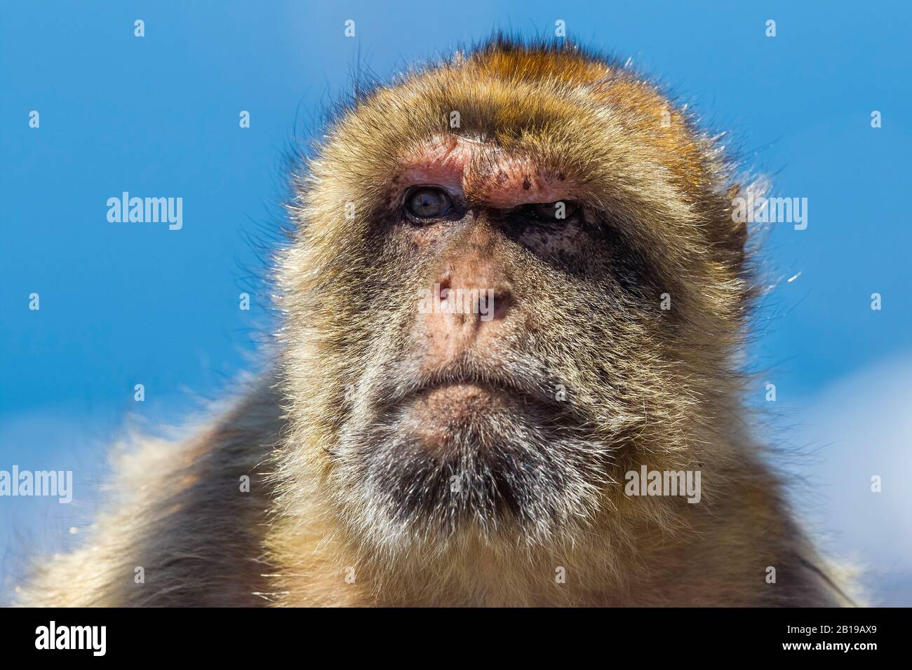Singes de barbarie, barbary macaque (Macaca sylvanus), portrait, Gibraltar Banque D'Images