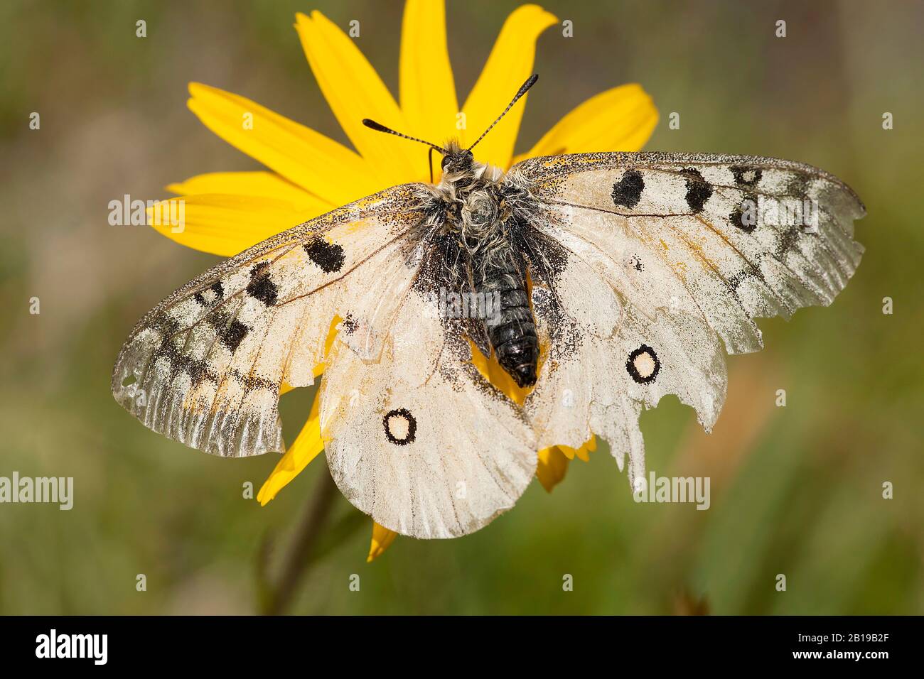 Phoebus Apollo, petit Apollon (Parnassius phoebus), sur fleur jaune, Italie, Aoste Banque D'Images