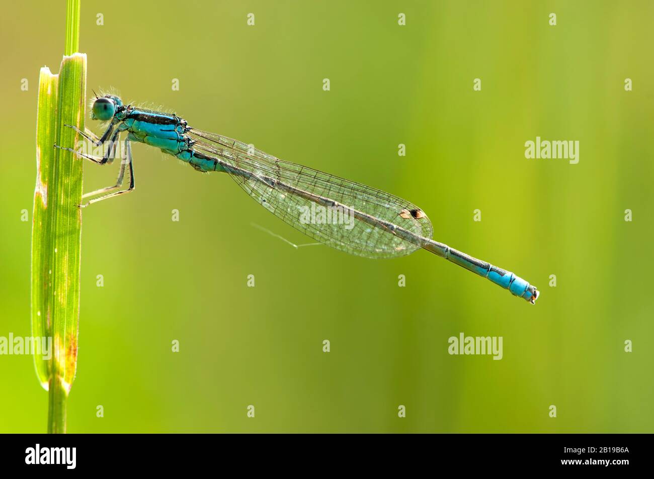 Moindre ischnura, rare mouche à queue bleue, petite escargot (Ischnura pumilio), homme assis sur une tige, vue latérale, Pays-Bas, Limbourg Banque D'Images