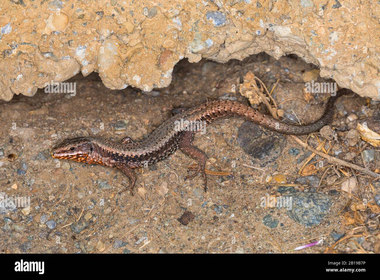 Lézard de mur commun (Lacerta muralis, Podarcis muralis), sous projection murale, Autriche, Carinthie Banque D'Images
