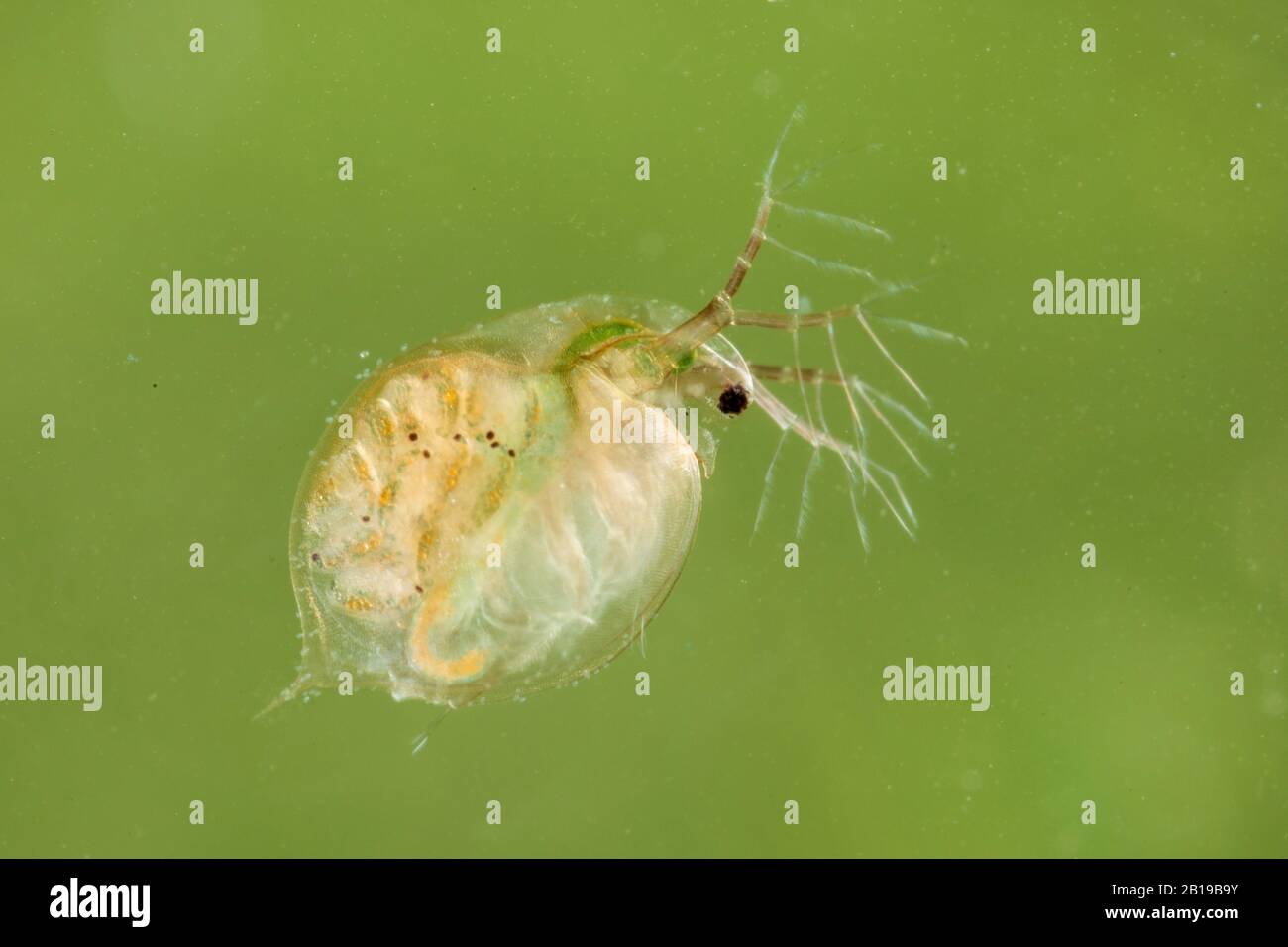 Brocante d'eau commune (Daphnia pulex), femelle avec progéniture dans son abdomen, Allemagne Banque D'Images