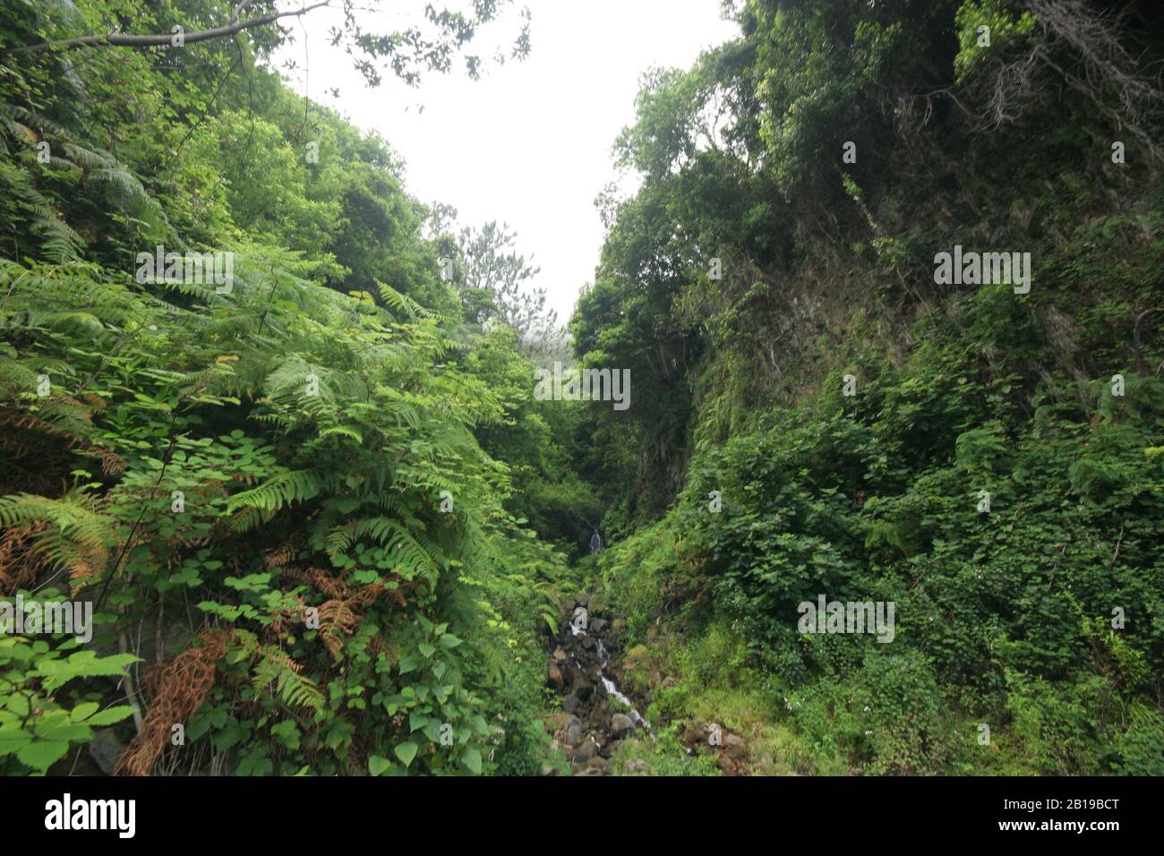 Forêt de Laurel, Madère Banque D'Images