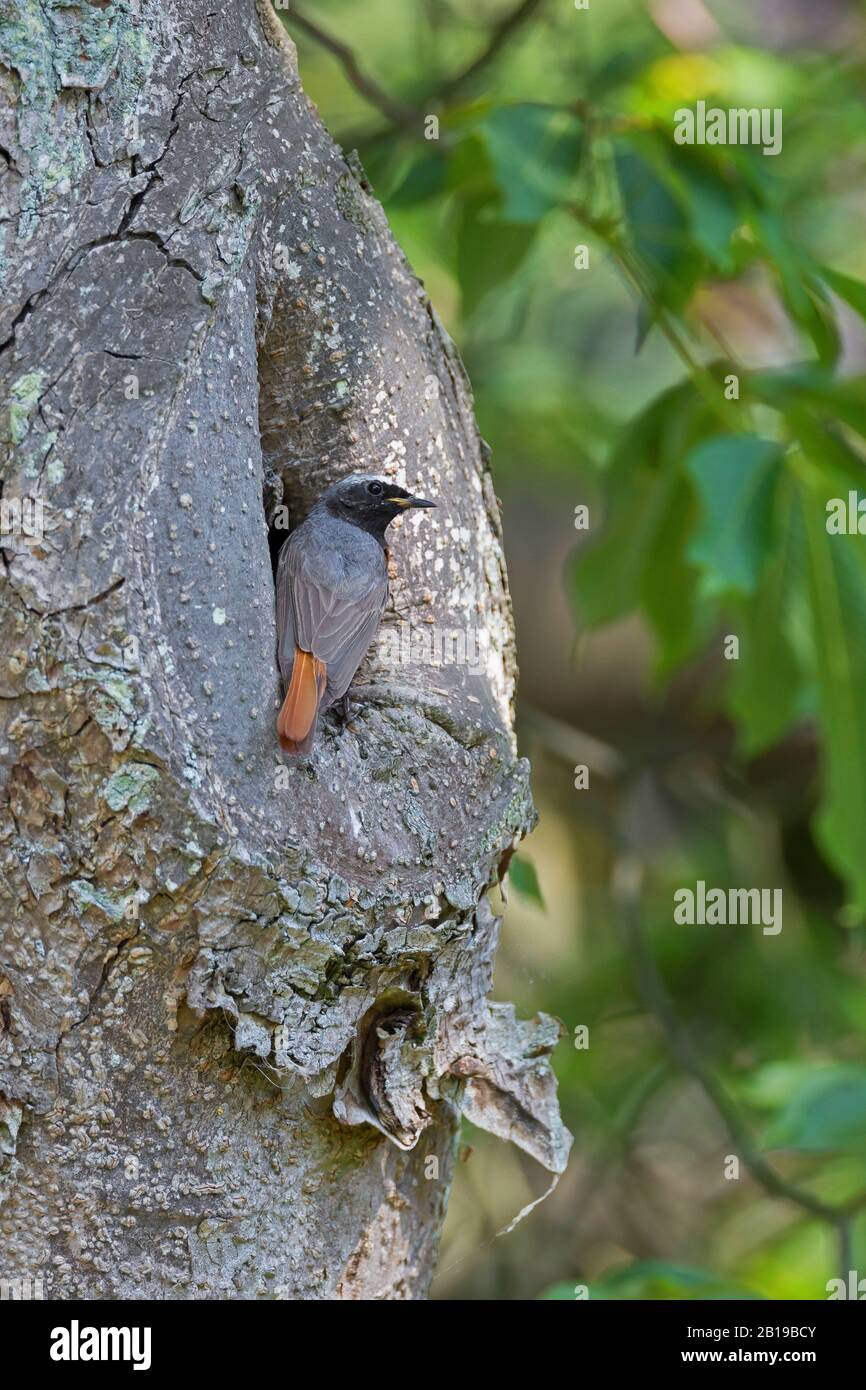 redstart commun (Phoenicurus phoenicurus), perchage mâle à l'entrée du trou de nidification, Allemagne Banque D'Images