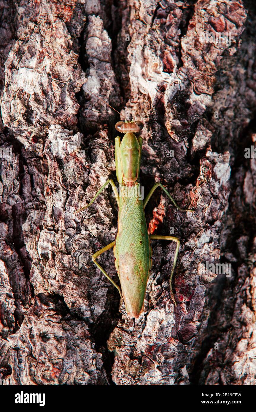 Mantis vert sauvage sur écorce d'arbre gros détails sur le dos et les ailes - insecte de prédateur naturel tropical Banque D'Images