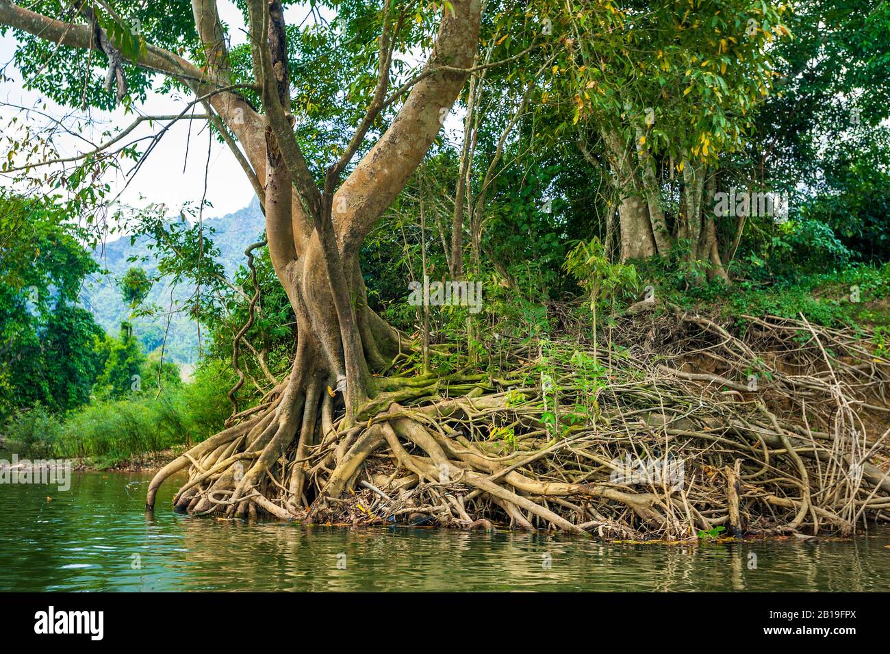 Dans les marais de mangroves de Thaïlande Banque D'Images
