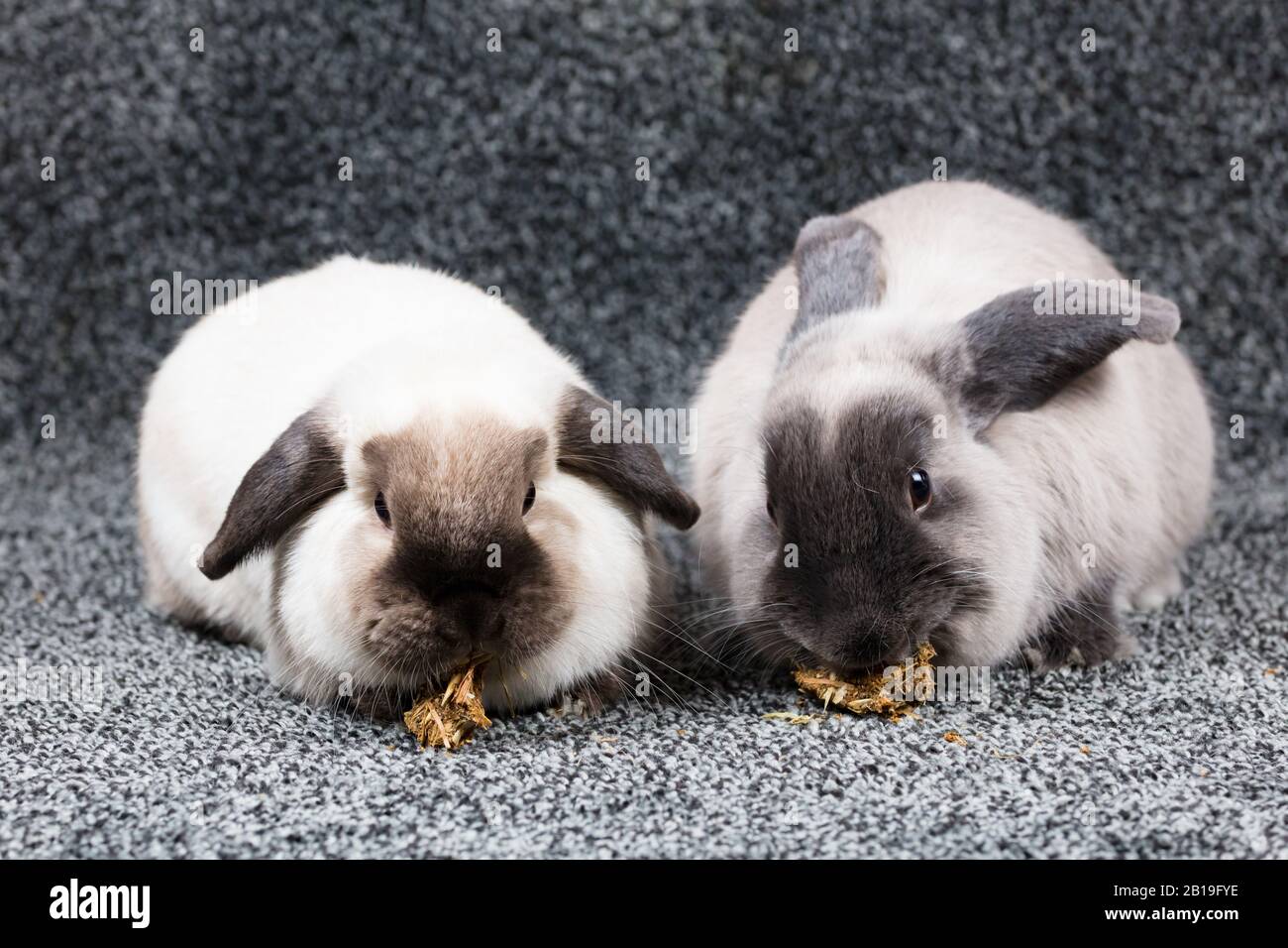 Lapins Mangeant Sur Fond Isolé Banque D'Images