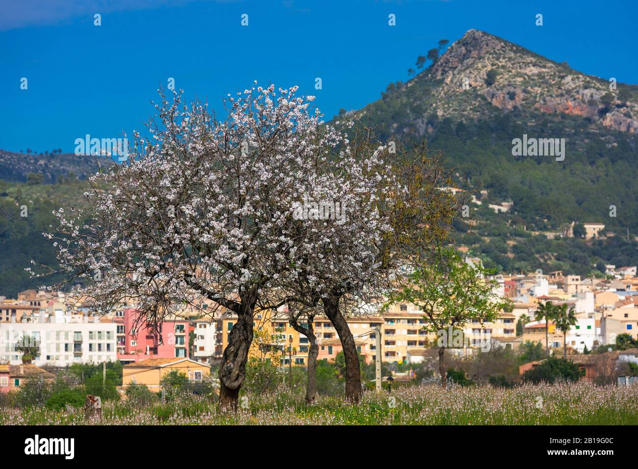 Saison des amandiers en ville Andratx, Majorque, Iles Baléares, Espagne, Europe, vue sur Andratx et montagne Puig Cornador Banque D'Images