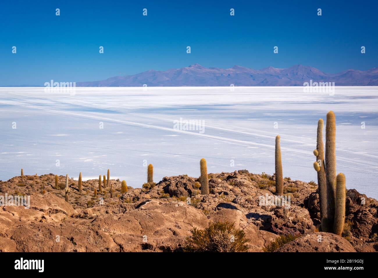 Cactus dans l'île de Incahuasi, Salar de Uyuni salt flat, Potosi, Bolivie Banque D'Images