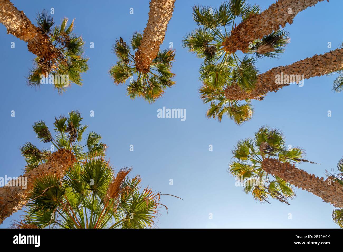 En regardant les palmiers, fond bleu ciel Banque D'Images