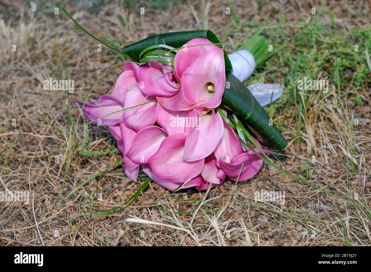 Bouquet de gantets ou de gantets. Zantedeschia aethiopica. Calla Lily. Alcatraz. Sur le sol de la saleté et de l'herbe sèche. Banque D'Images