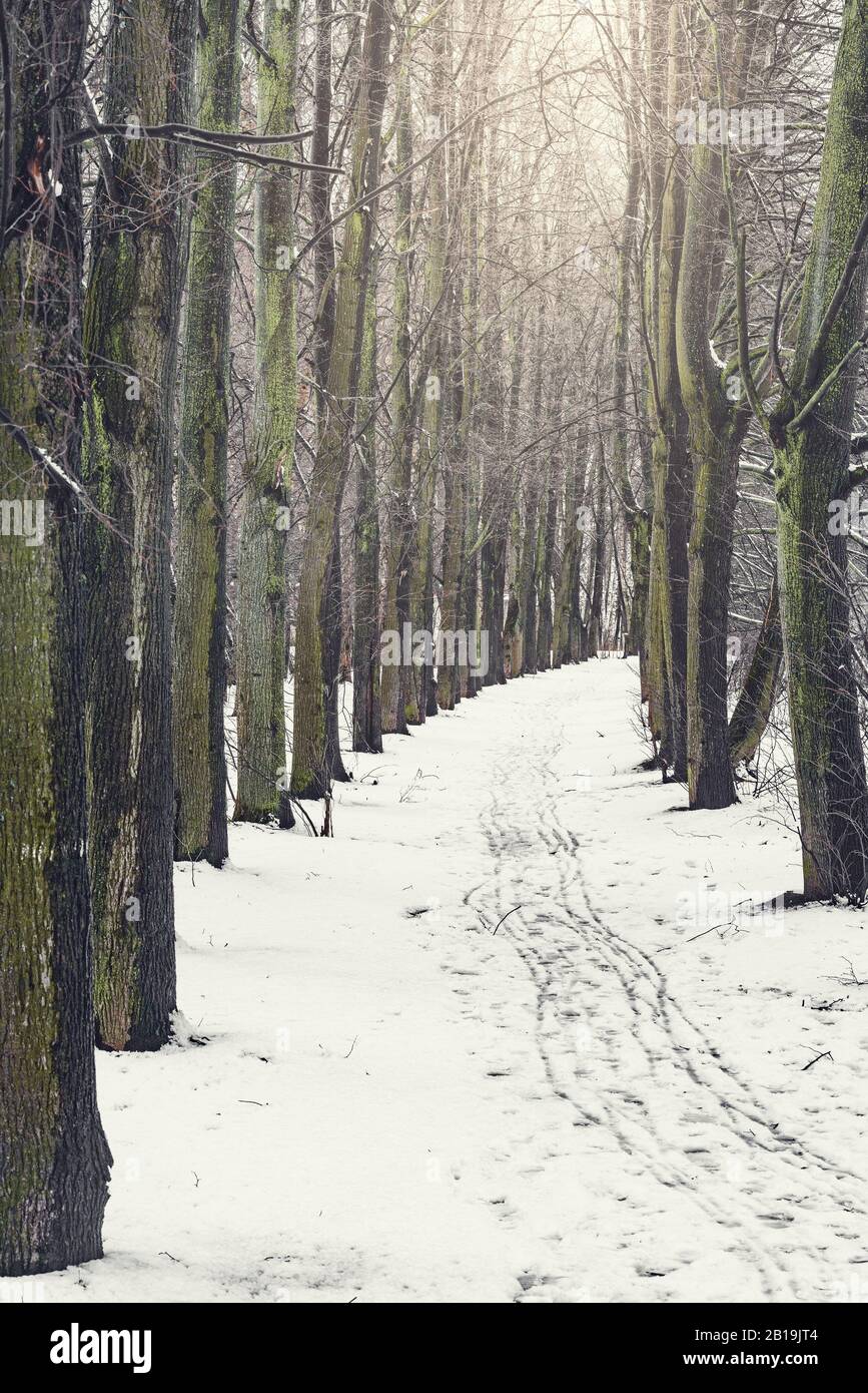 Longue allée dans le parc de la ville à l'heure de la journée d'hiver. Banque D'Images