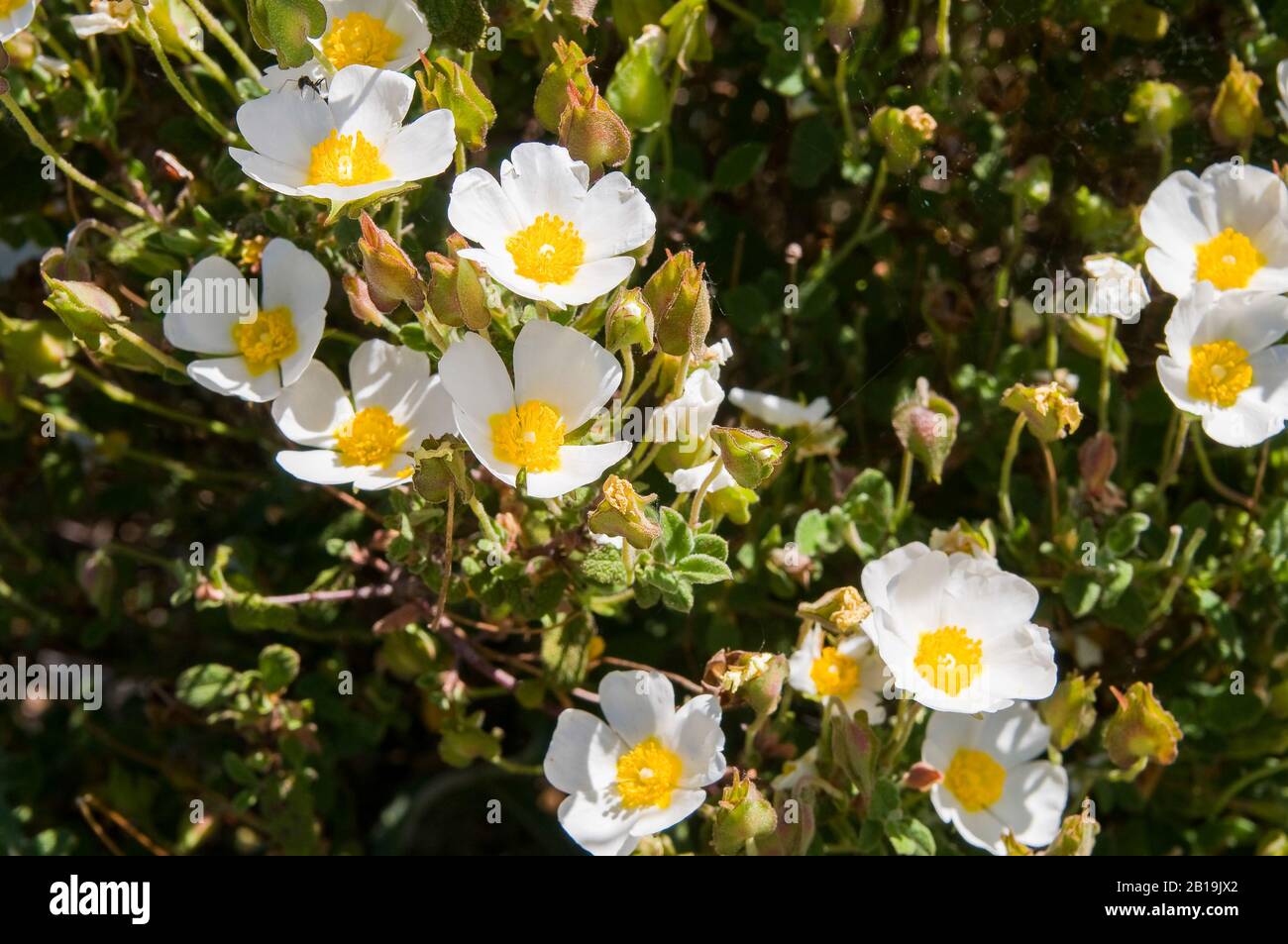 Cistus albidus L., rockrose blanc, steppe blanc. Spécimen D'ALBINO Banque D'Images