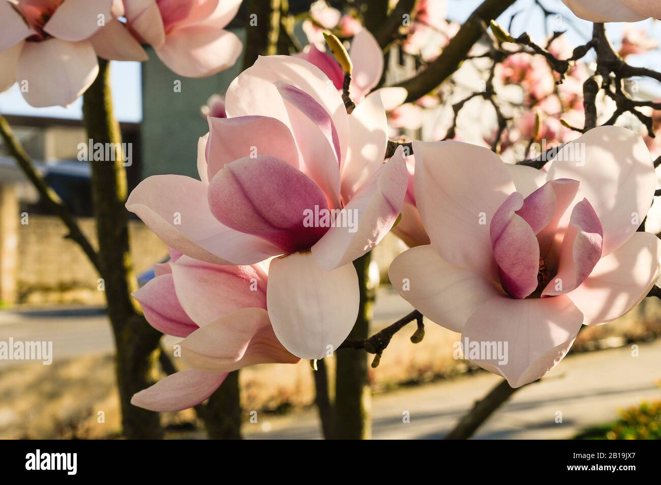 Magnifiques fleurs de magnolia par temps ensoleillé. Magnolia × soulangeana. Banque D'Images