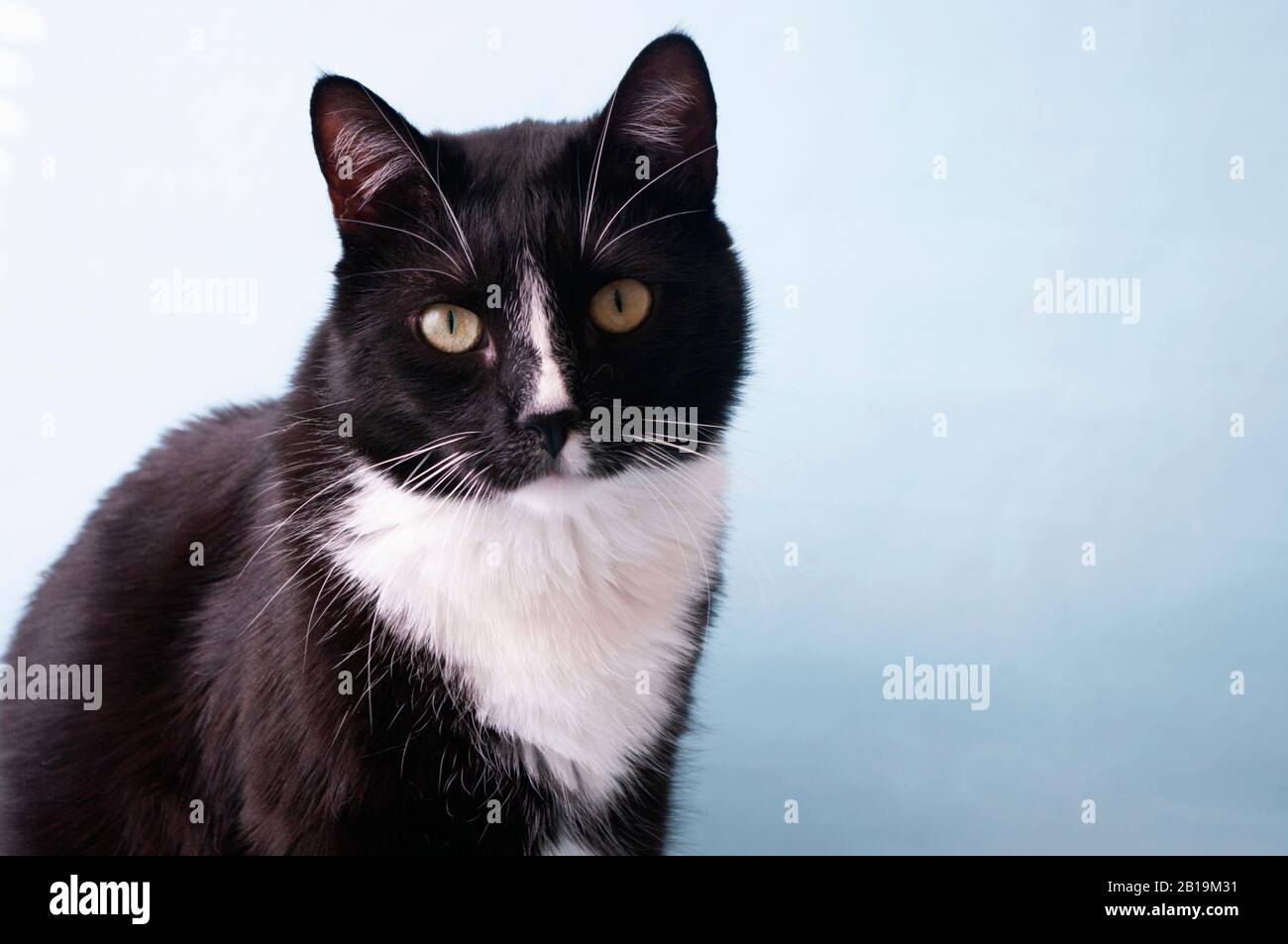 Chat noir et blanc, avec col. Animaux domestiques. Banque D'Images