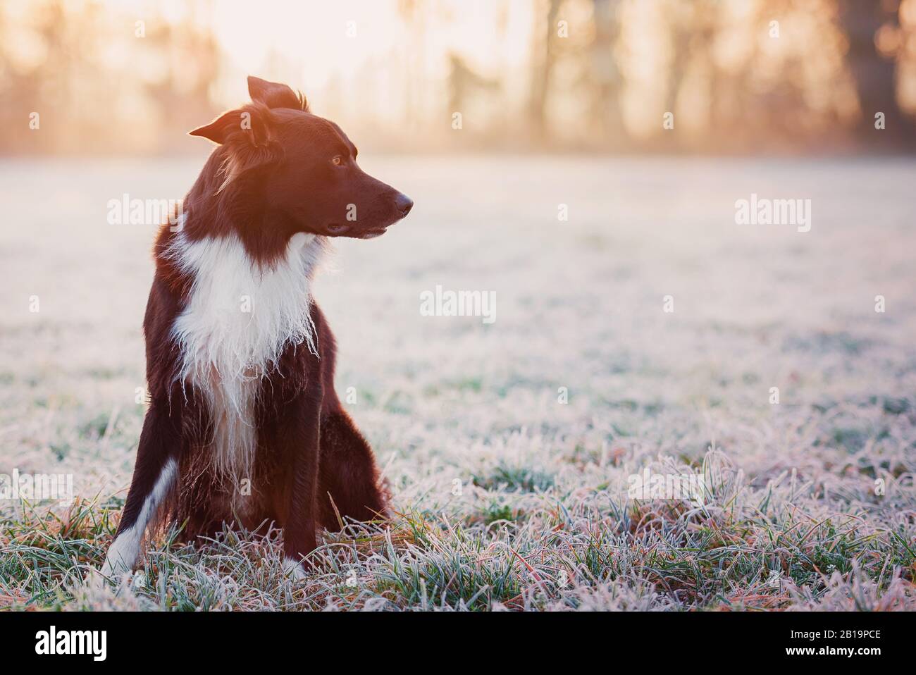 Portrait sur toute la longueur Curious border collie chien regardant focalisé, tourner la tête de côté. Hiver matin plein air fond avec la nature dépolie et orabl Banque D'Images