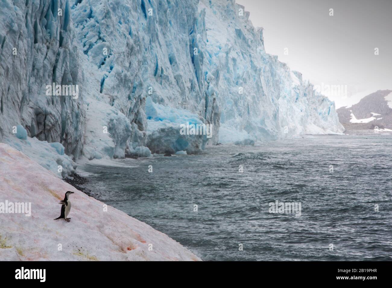 Un pingouin de Chinstrap Pygoscelis antarcticus s'est assis sur un glacier à fort point, sur l'île de Greenwich, dans les îles Shetland du Sud, en Antarctique. Banque D'Images