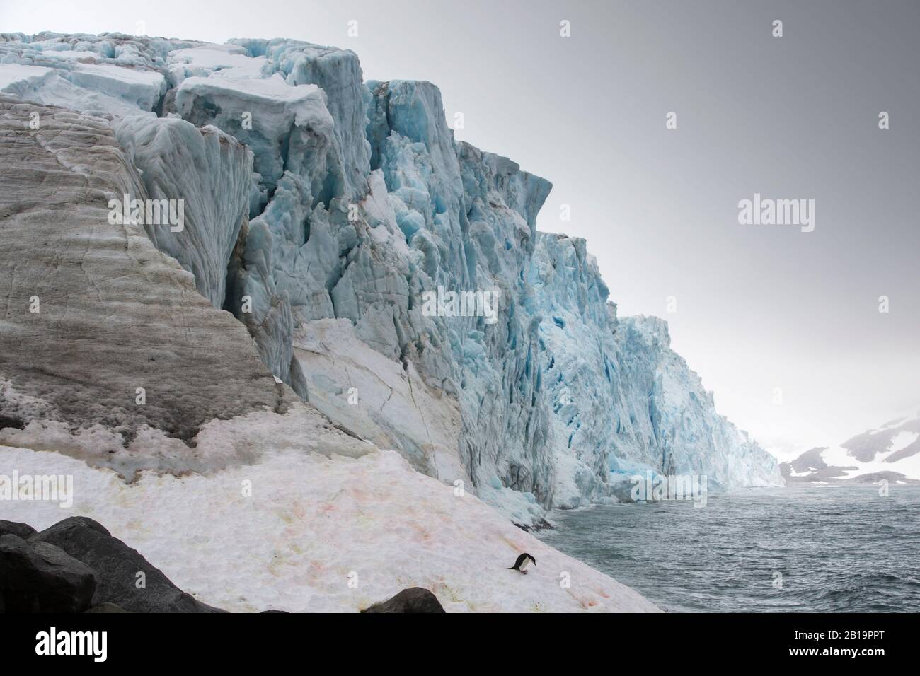 Un pingouin de Chinstrap Pygoscelis antarcticus s'est assis sur un glacier à fort point, sur l'île de Greenwich, dans les îles Shetland du Sud, en Antarctique. Banque D'Images